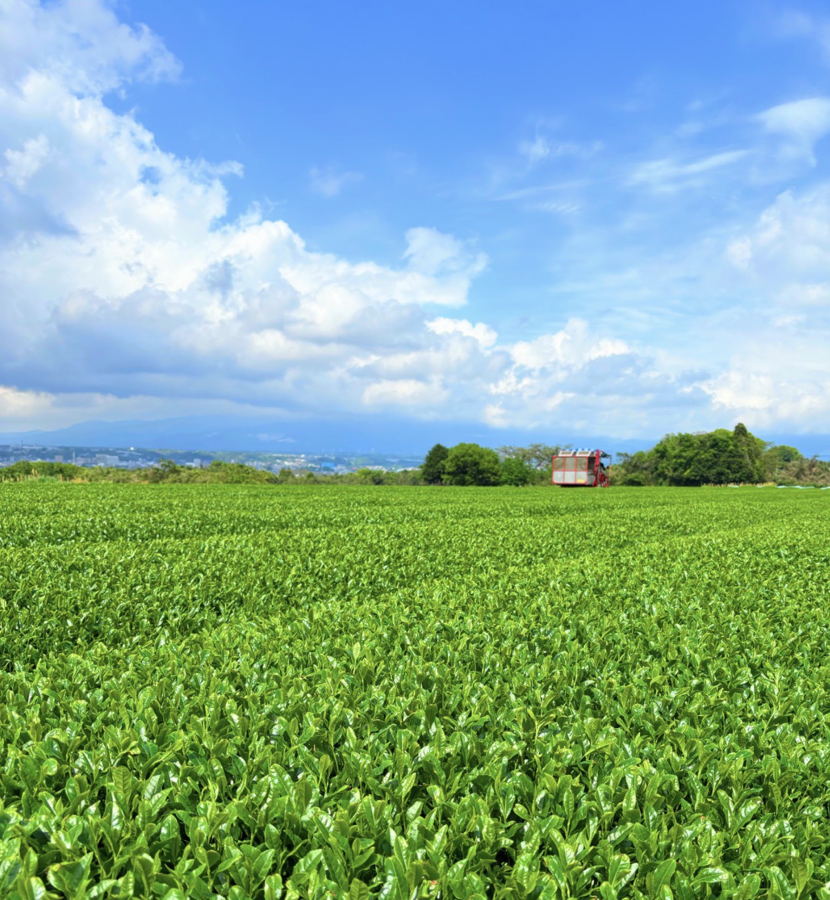 矢野製茶の茶畑と青空